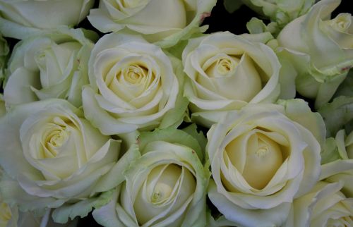 white roses roses white