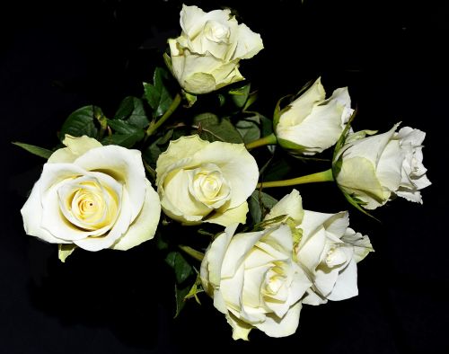 white roses flourished bush
