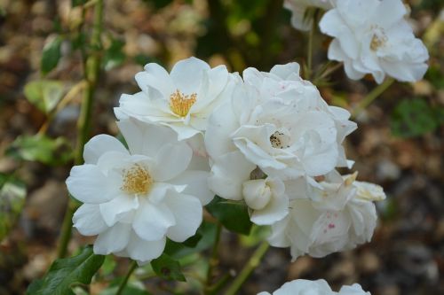 white roses bouquet white flower