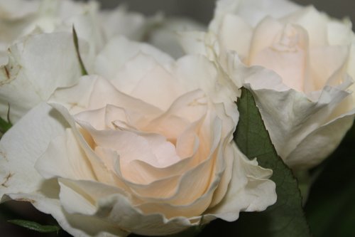 white roses  rose  romance