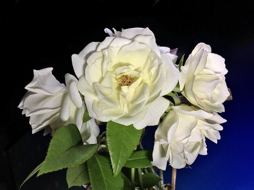 white roses  white petals  white