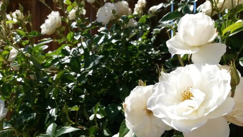 white roses rose bush flower
