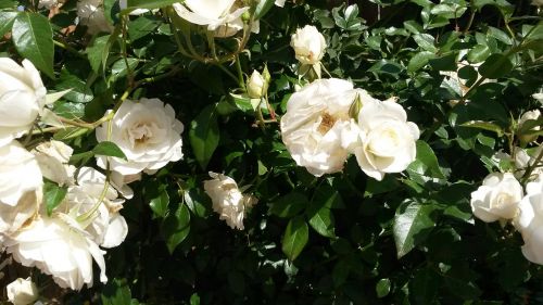 white roses rose bush garden