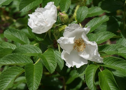 white rugosa rose rose bud