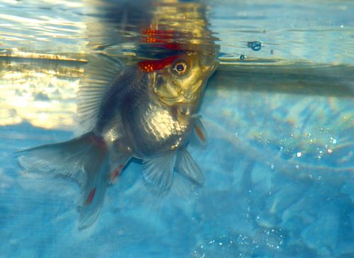 White Ryukin Goldfish