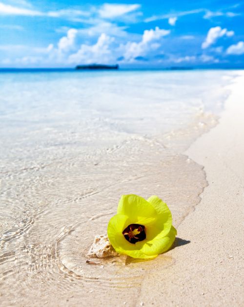 white sand beach beach yellow flowers
