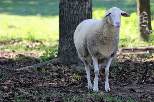 white sheep  animal  wool