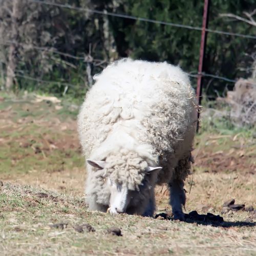 White Sheep On Farm