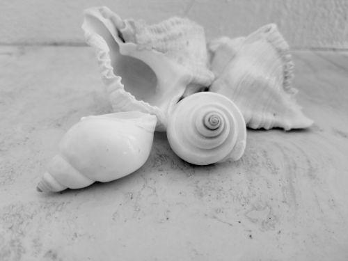White Shells On Marble