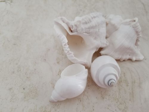 White Shells On Marble
