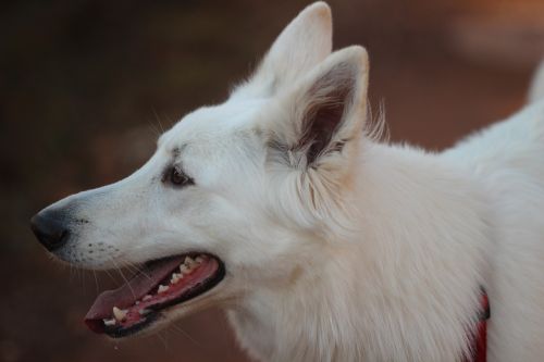 white shepherd dog animal portrait