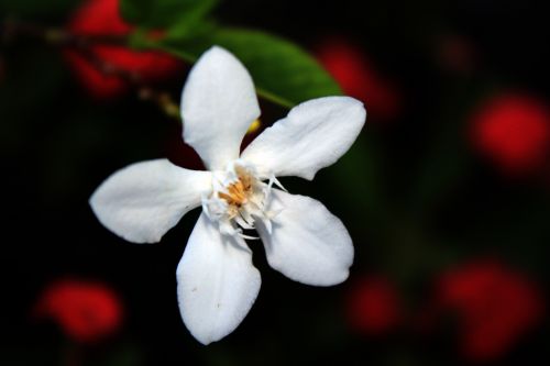 White Single Flower