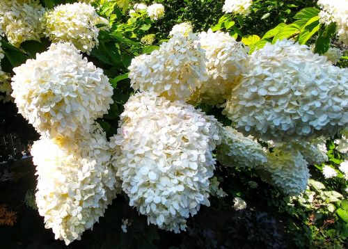 White Smooth Hydrangea