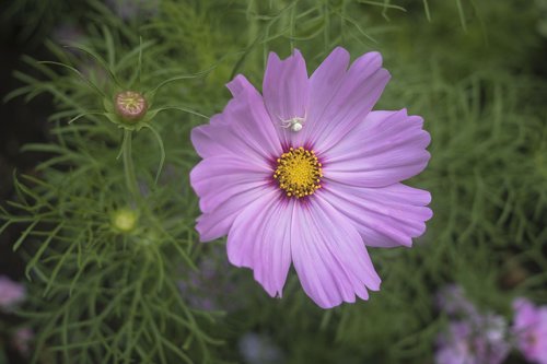 white spider  violet  purple