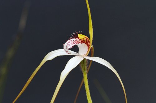 white spider orchid  orchids  western australia
