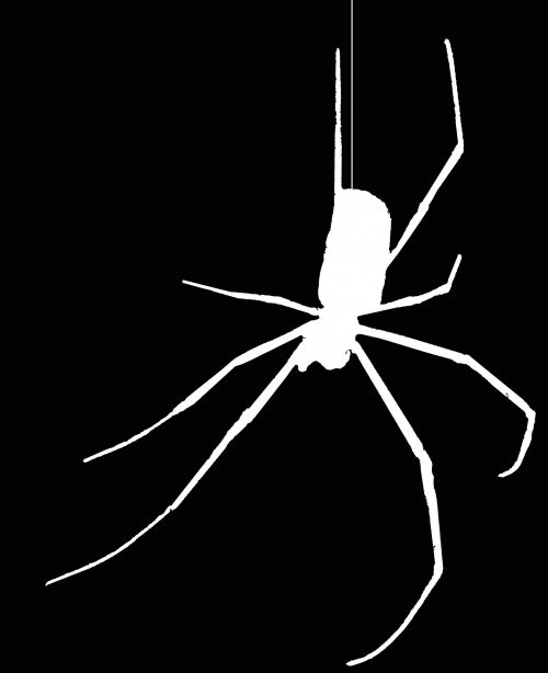 White Spider Silhouette