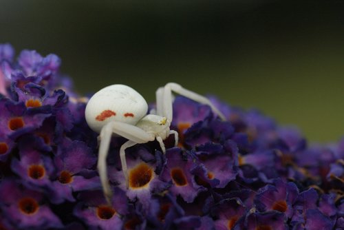 white spin  macro  butterfly bush