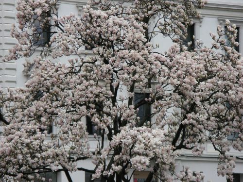 white splendour flowers white