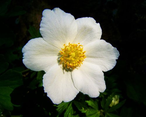 white spring flower breeze of roses garden