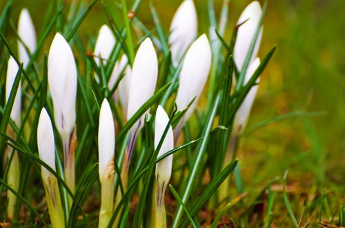 White Spring Flowers