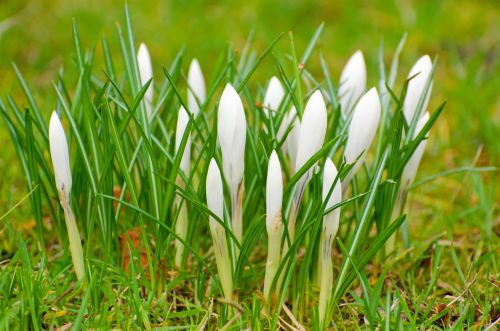 White Spring Flowers