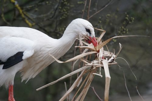 white stork rattle stork adebar
