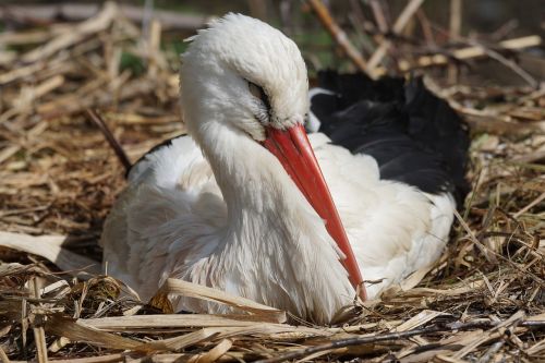 white stork rattle stork stork