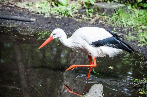white stork water bill