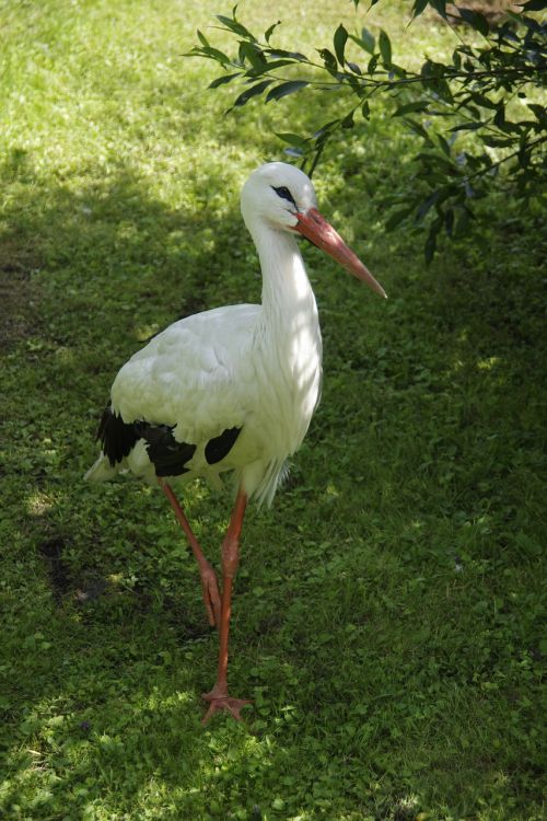 white stork bird ciconia ciconia