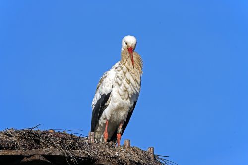 white stork birds germany