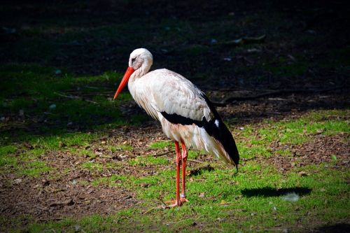 white stork stork bird