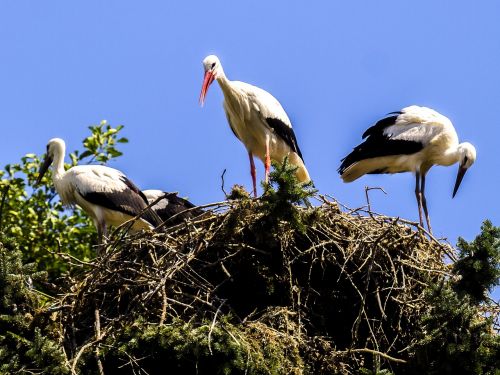 white stork stork bird