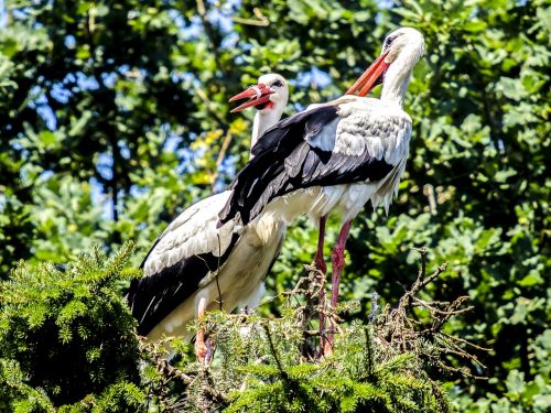 white stork stork bird