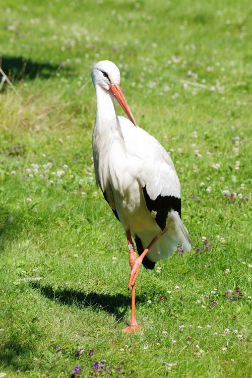 white stork ciconia ciconia tallinn zoo