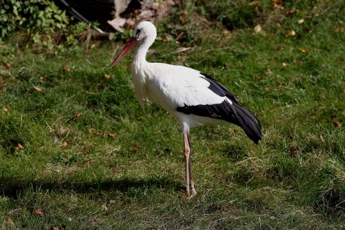 white stork bird stork