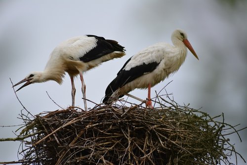 white stork  nest building  nature