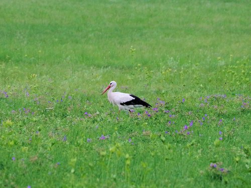white stork  meadow  stork