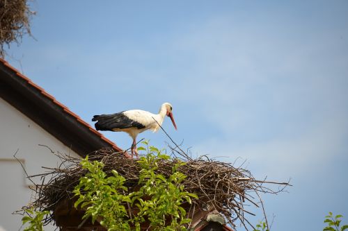 white stork storchennest stork
