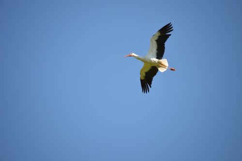 white stork fly stork