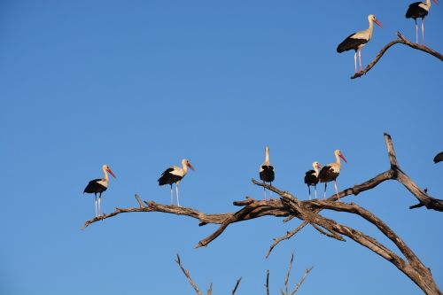 white stork storks tree