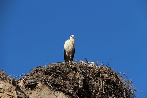 white storks african bird large