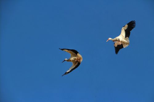 white storks flying freedom