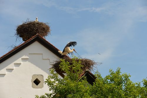 white storks storks birds