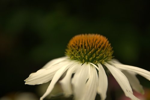 white sun hat  flower  white