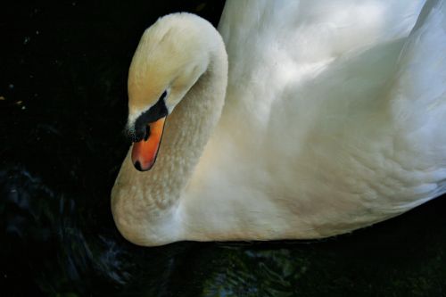 White Swan