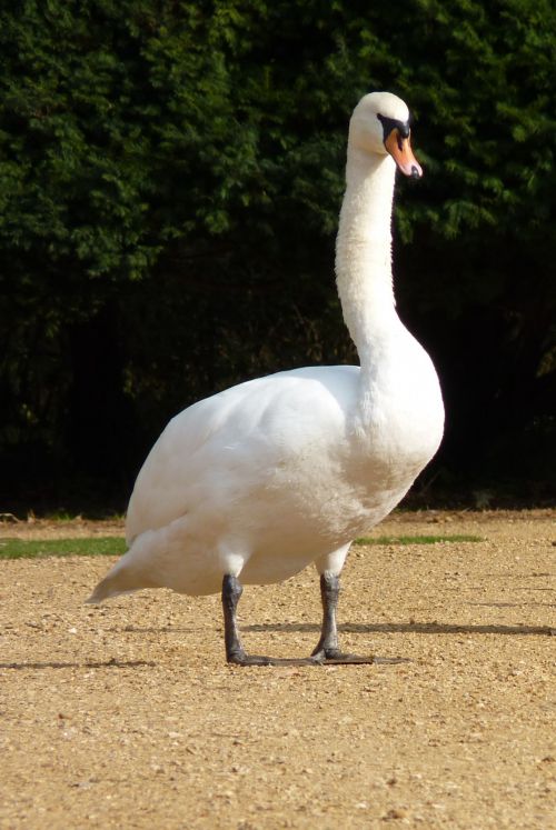 White Swan