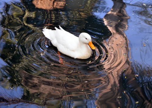 white swan water swimming