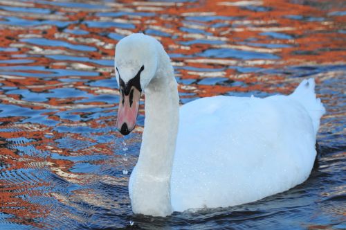 white swan water water bird