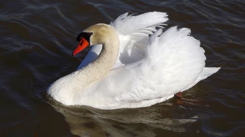 white swan lake bird