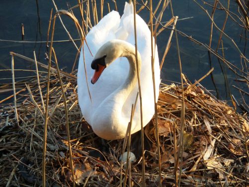 white swan lake water